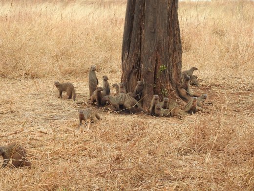 Banded Mongooses