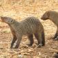 Banded Mongooses