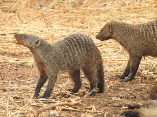 Banded Mongooses