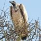 White-backed Vulture