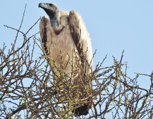 White-backed Vulture