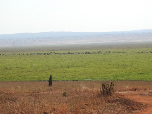 Elephants in the Swamp