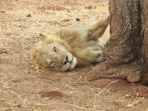 4th Lion Sighting - Two Males