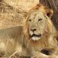 Fifth Lion Sighting -  Lone Male