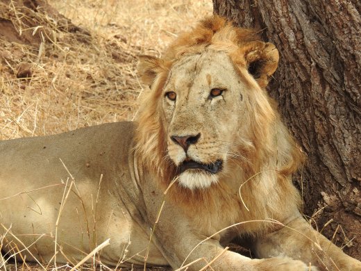 Fifth Lion Sighting -  Lone Male