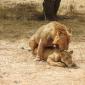 Sixth Lion Sighting - Lions Mating