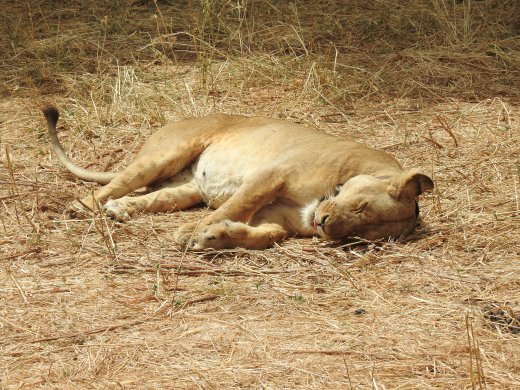 Sixth Lion Sighting - Lions Mating