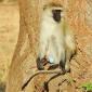 Male Vervet Monkey