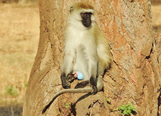 Male Vervet Monkey