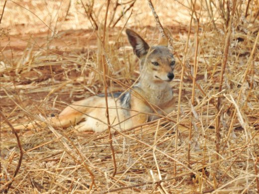 Black-backed Jackal
