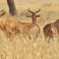 Red Hartebeest
