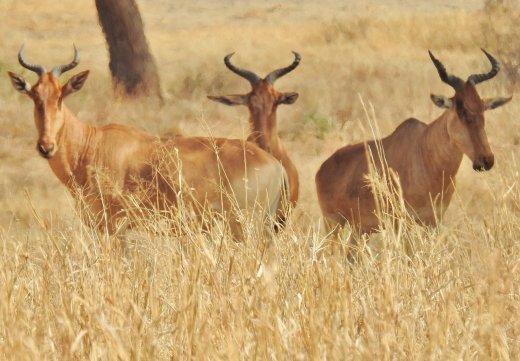 Red Hartebeest
