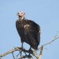 Lappet-faced Vulture