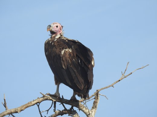 Lappet-faced Vulture