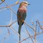 Lilac-breasted Roller