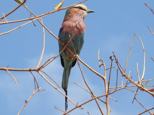 Lilac-breasted Roller
