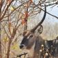 Waterbuck