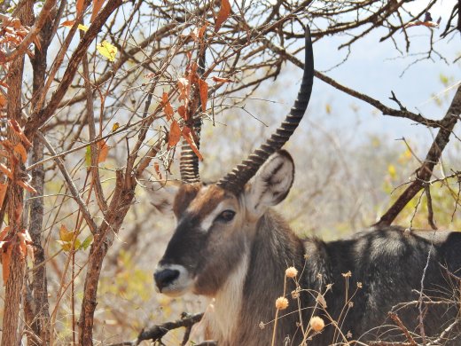 Waterbuck