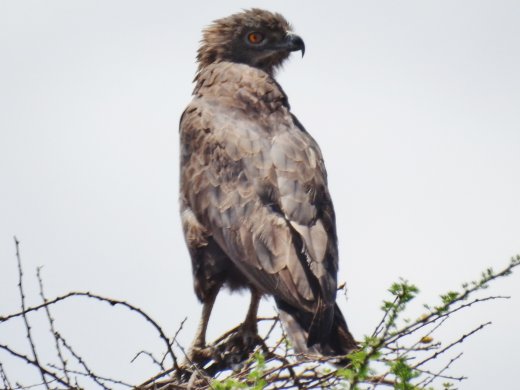 Brown Snake Eagle