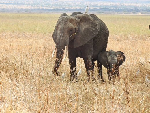 Elephant & Calf
