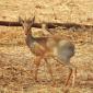 Dik-Dik