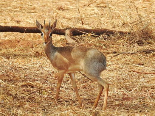 Dik-Dik