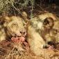 Lions feeding on a Warthog