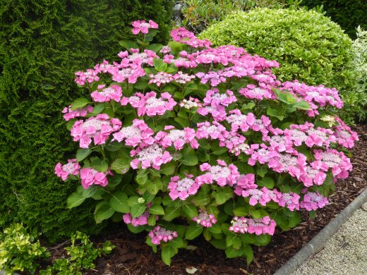 Lough Rynn Castle - Walled Garden