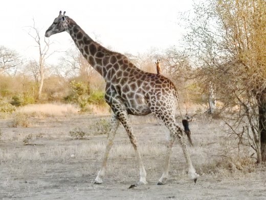 Giraffe