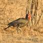 Southern Ground Hornbill