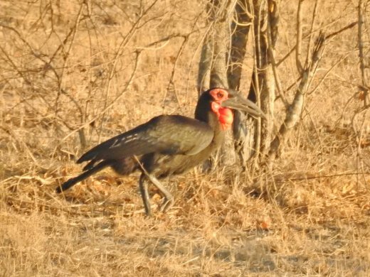 Southern Ground Hornbill