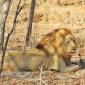 Male Lion