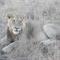 Male Lion