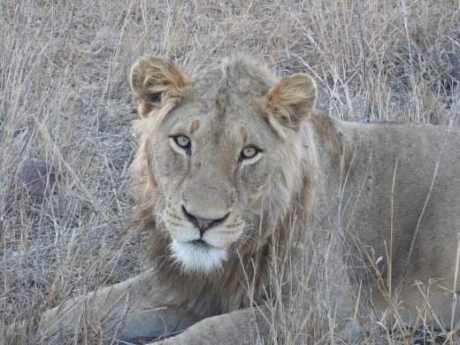Male Lion
