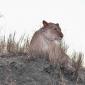 Female Lion on Mound