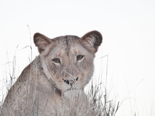 Female Lion on Mound