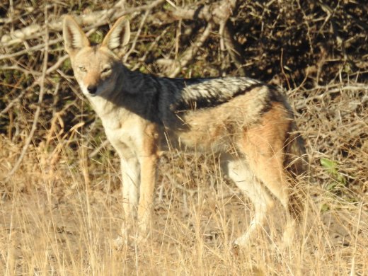 Black-backed Jackal