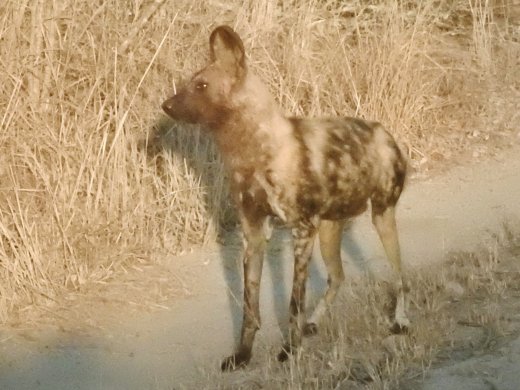 Two Wild Dogs trying to locate the pack