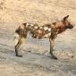 Wild Dogs