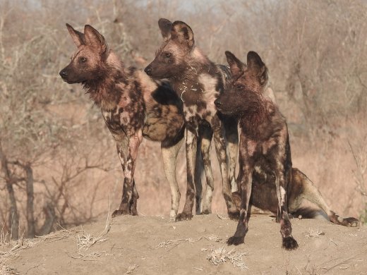Wild Dogs