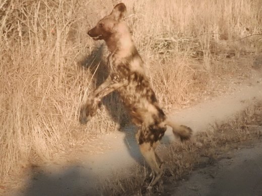 Two Wild Dogs trying to locate the pack