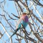 Lilac-breasted Roller