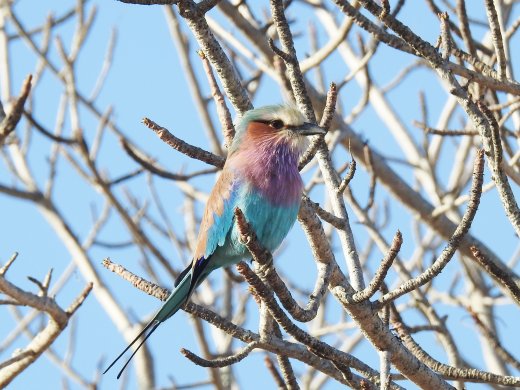 Lilac-breasted Roller