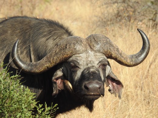 Buffalo with Ox Pecker in its Ear