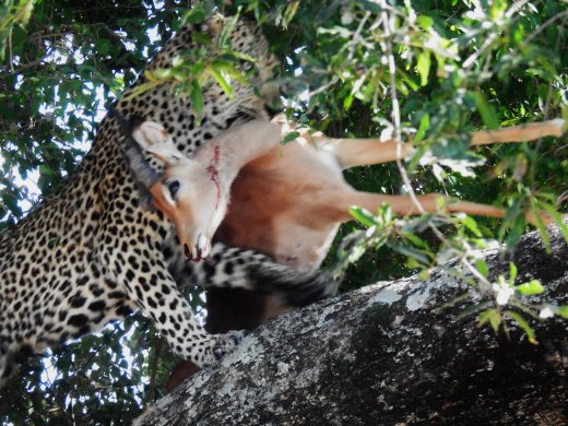 Anderson steals the kill