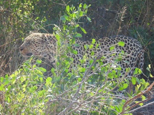 Original owner of the Kill