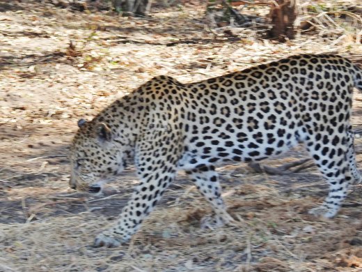 Disappointed Leopard