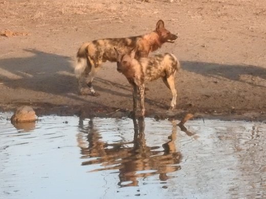  Pack at the Waterhole