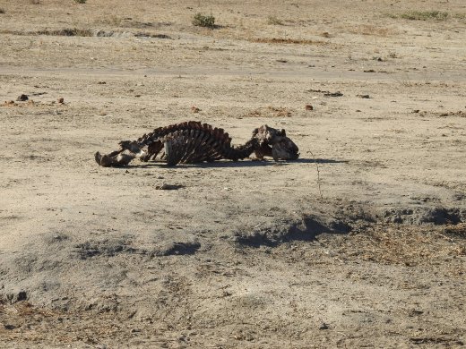 Hippo Carcass