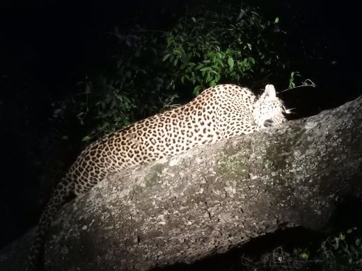 Leopard treed by Hyena